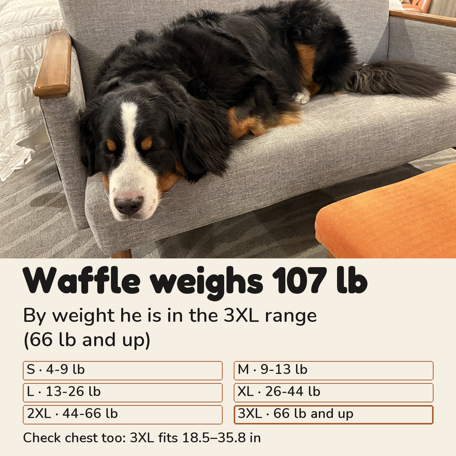 Size guide by weight: Waffle, our Bernese mountain dog, weighs 107 lb, which falls in the 3XL weight range of 66 lb and up; check chest too, 3XL fits 18.5 to 35.8 in