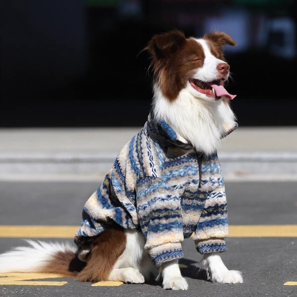 Brown and white border collie sitting on a sunlit street in a blue and tan patterned fleece pullover
