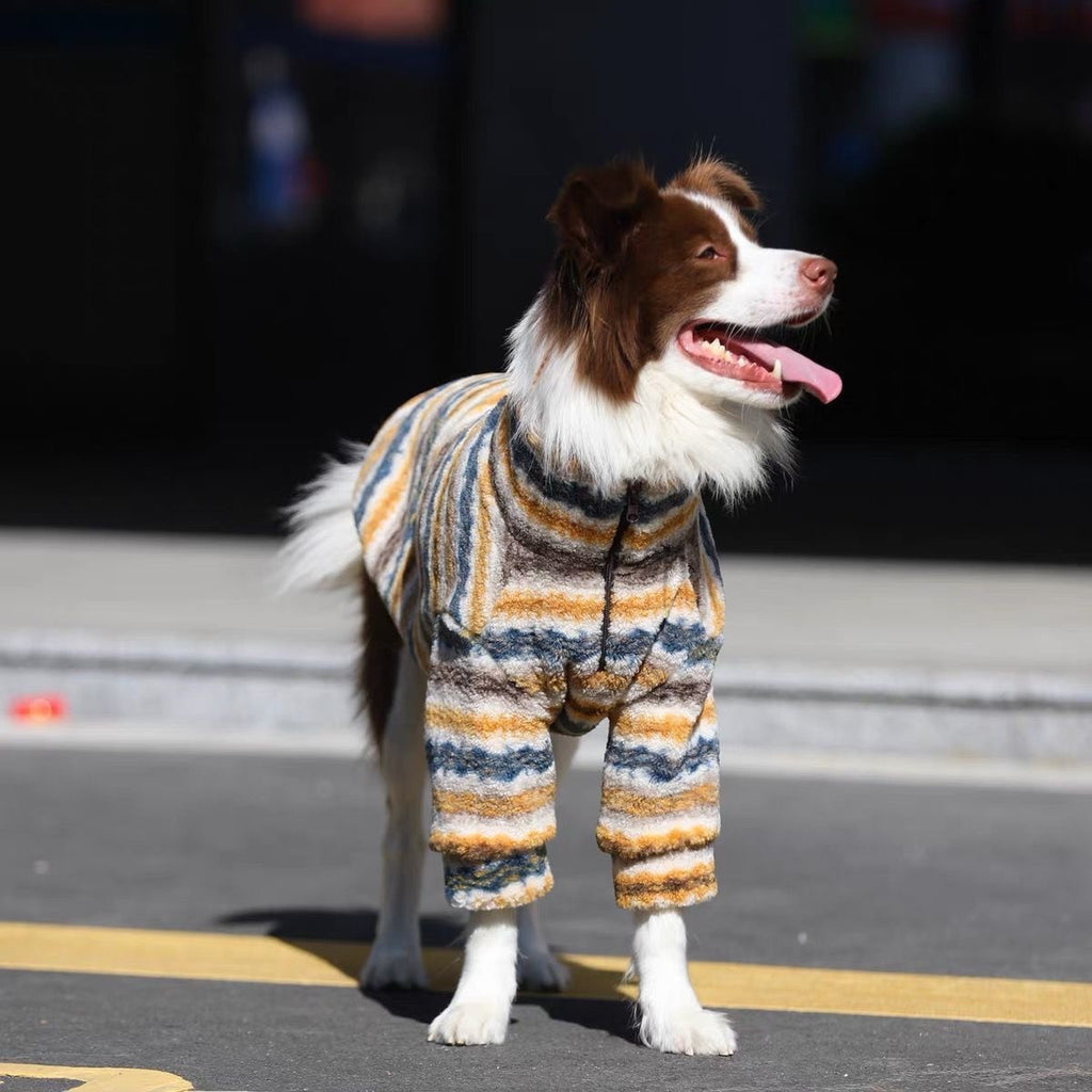 Border collie standing front-on in an ochre, blue and cream striped fleece on a sunlit street