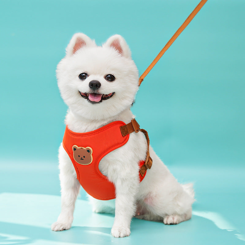 White Pomeranian sitting against a teal backdrop in the orange harness, leash angled up