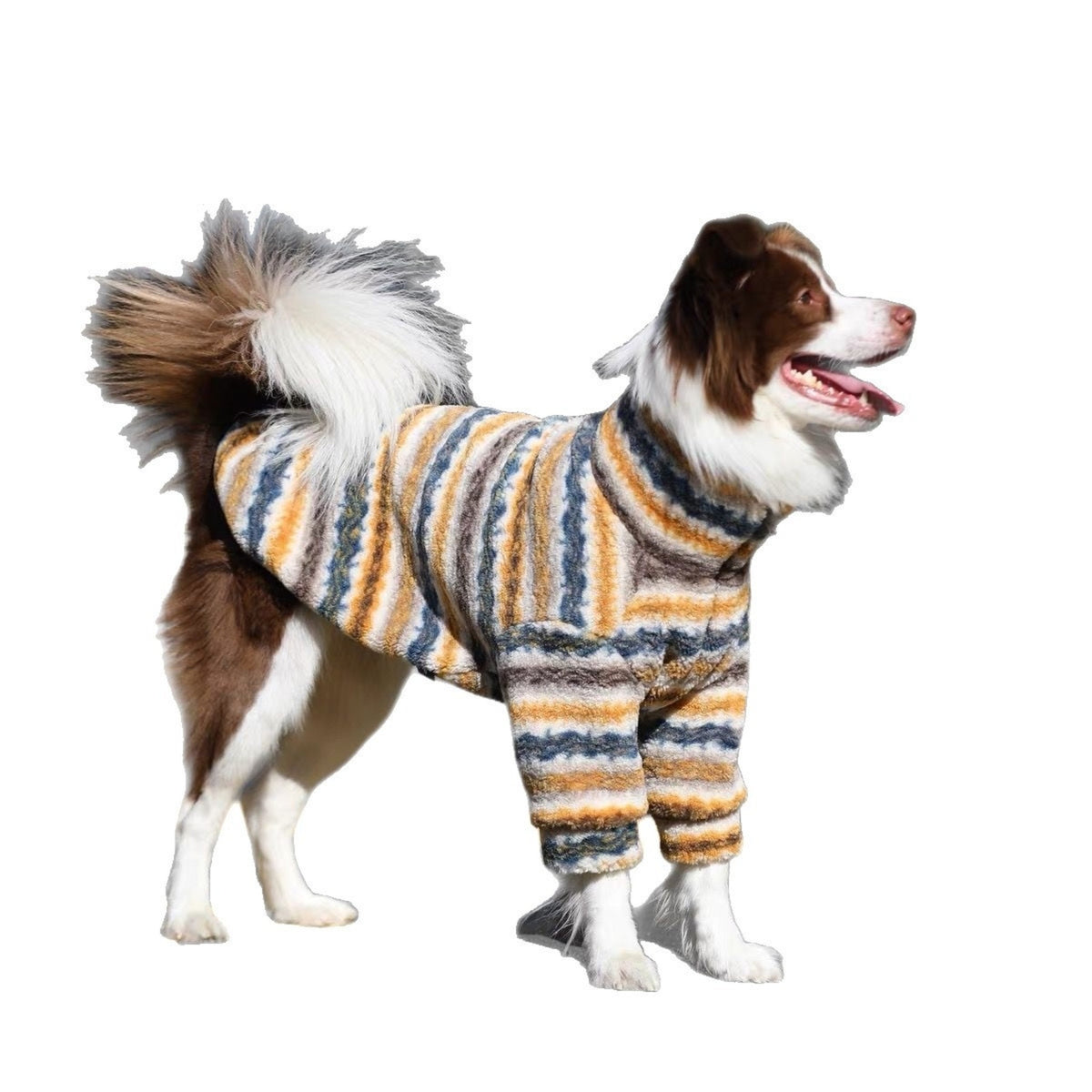 Border collie in a blue, tan and mustard striped fleece, cut out on white