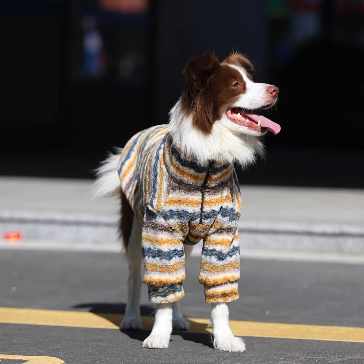 Collie standing on sunlit tarmac in the striped fleece, drawcord at the chest