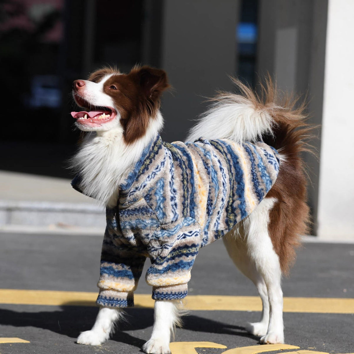 Side view of the collie outdoors in the striped fleece, facing left