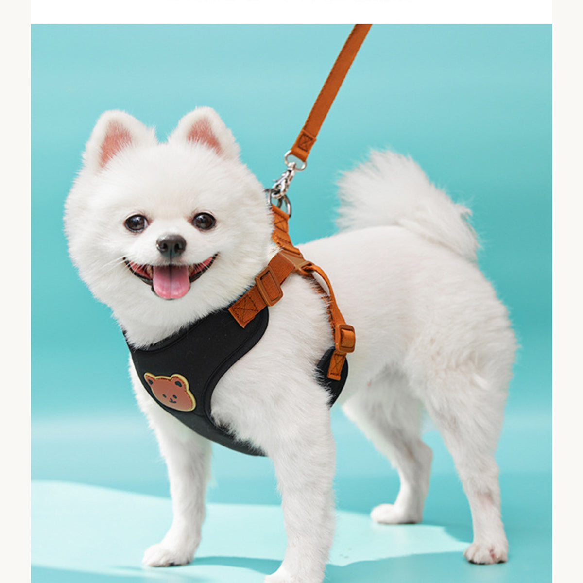 White pomeranian on a mint backdrop wearing the black set with bear patch
