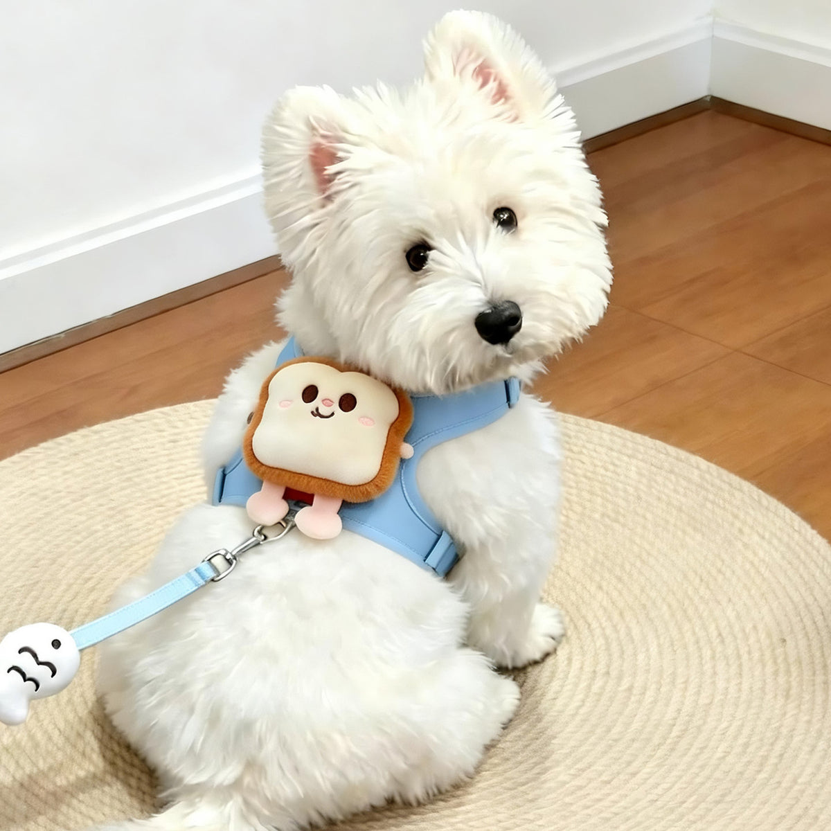 White terrier indoors in the pale blue harness with the toast charm