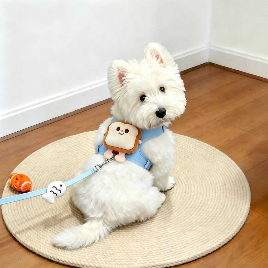 Pale blue harness and matching lead on the terrier, seated on the same mat