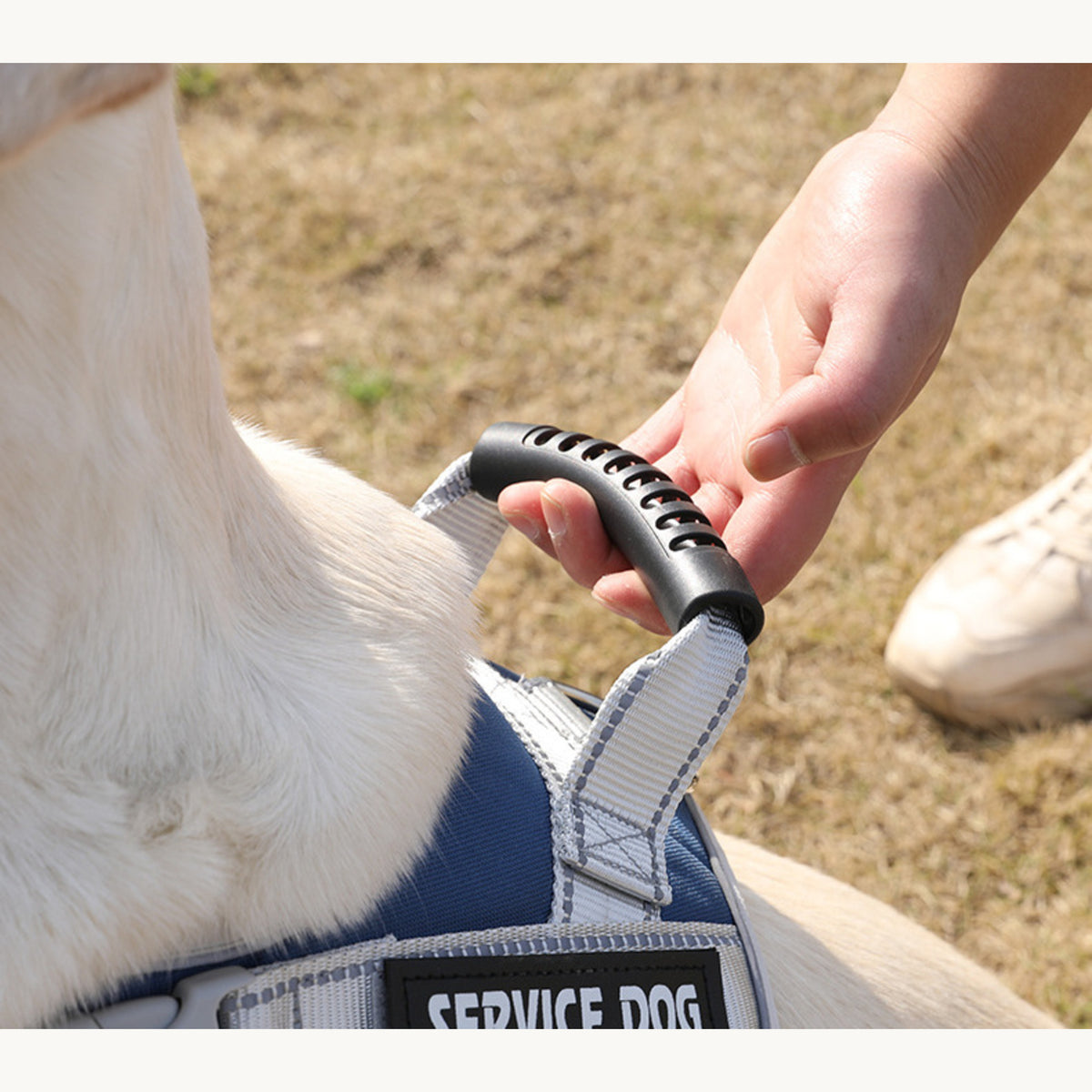 A hand lifting the rigid back handle on a cream Labrador wearing the navy harness