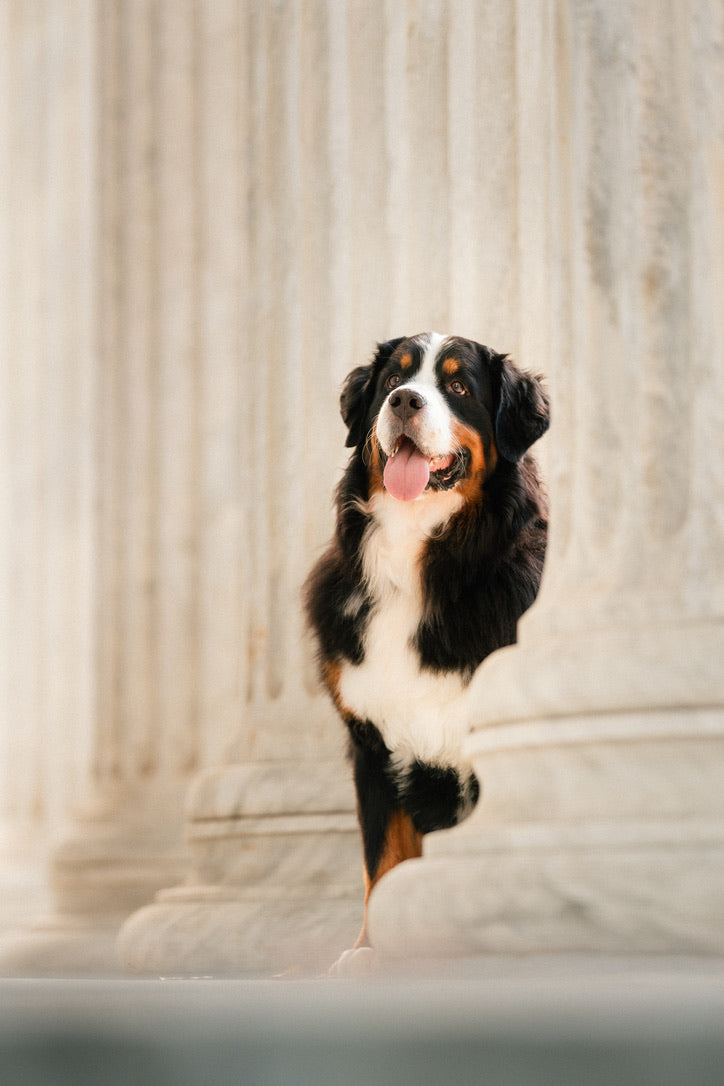 Waffle, our Bernese Mountain Dog
