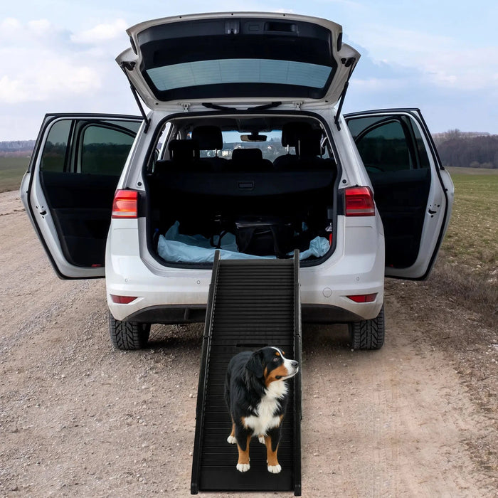 Bernese mountain dog standing on a 60 in folding dog ramp leading up into an SUV trunk