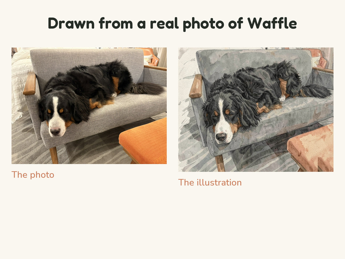Side by side: the original photo of a Bernese Mountain Dog lying on a grey armchair and the watercolor illustration drawn from it
