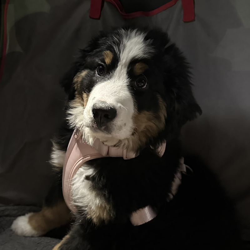 Waffle the Bernese mountain dog as a puppy wearing the pink harness, front view