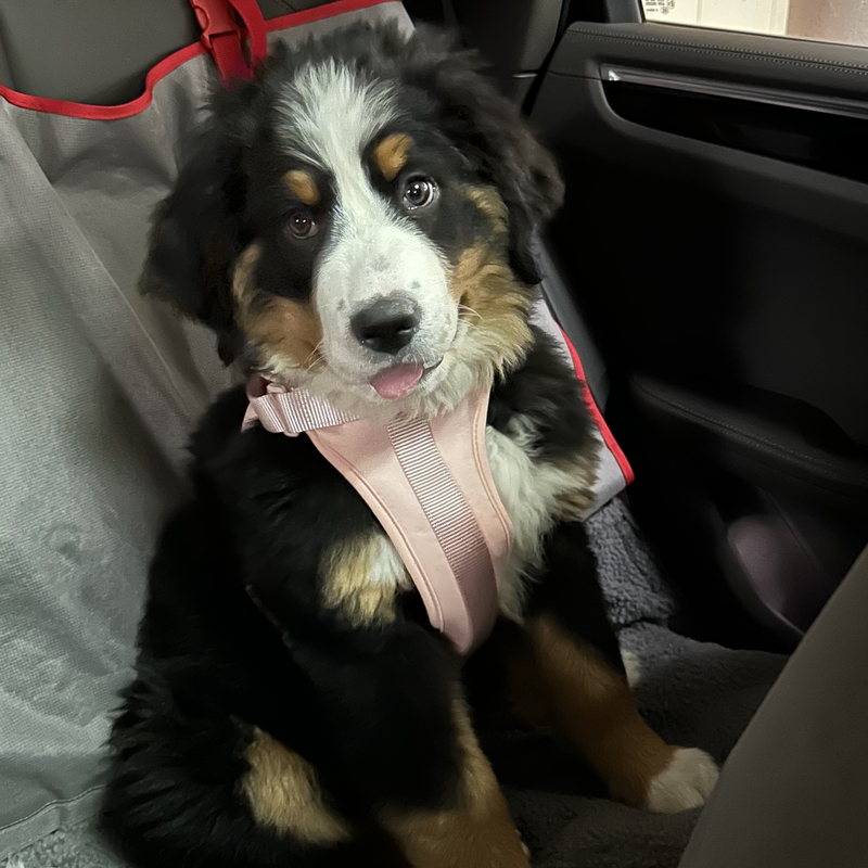 Waffle the Bernese mountain dog as a puppy wearing the pink harness in the car