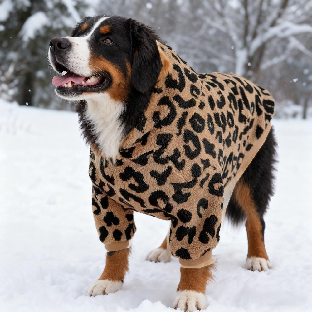 Bernese mountain dog standing in snow in the leopard print lamb wool dog hoodie, side view