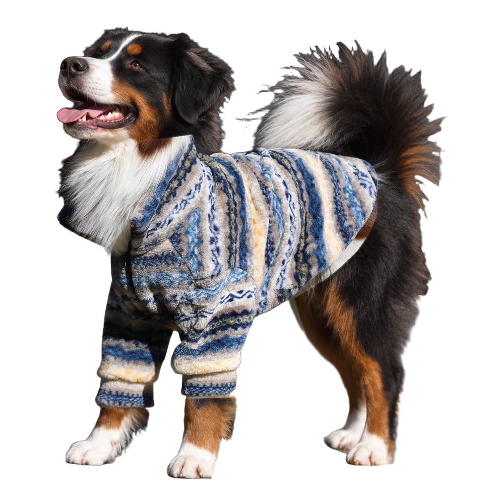 Bernese mountain dog wearing the blue, cream and grey striped fleece-lined winter coat, side view, white background