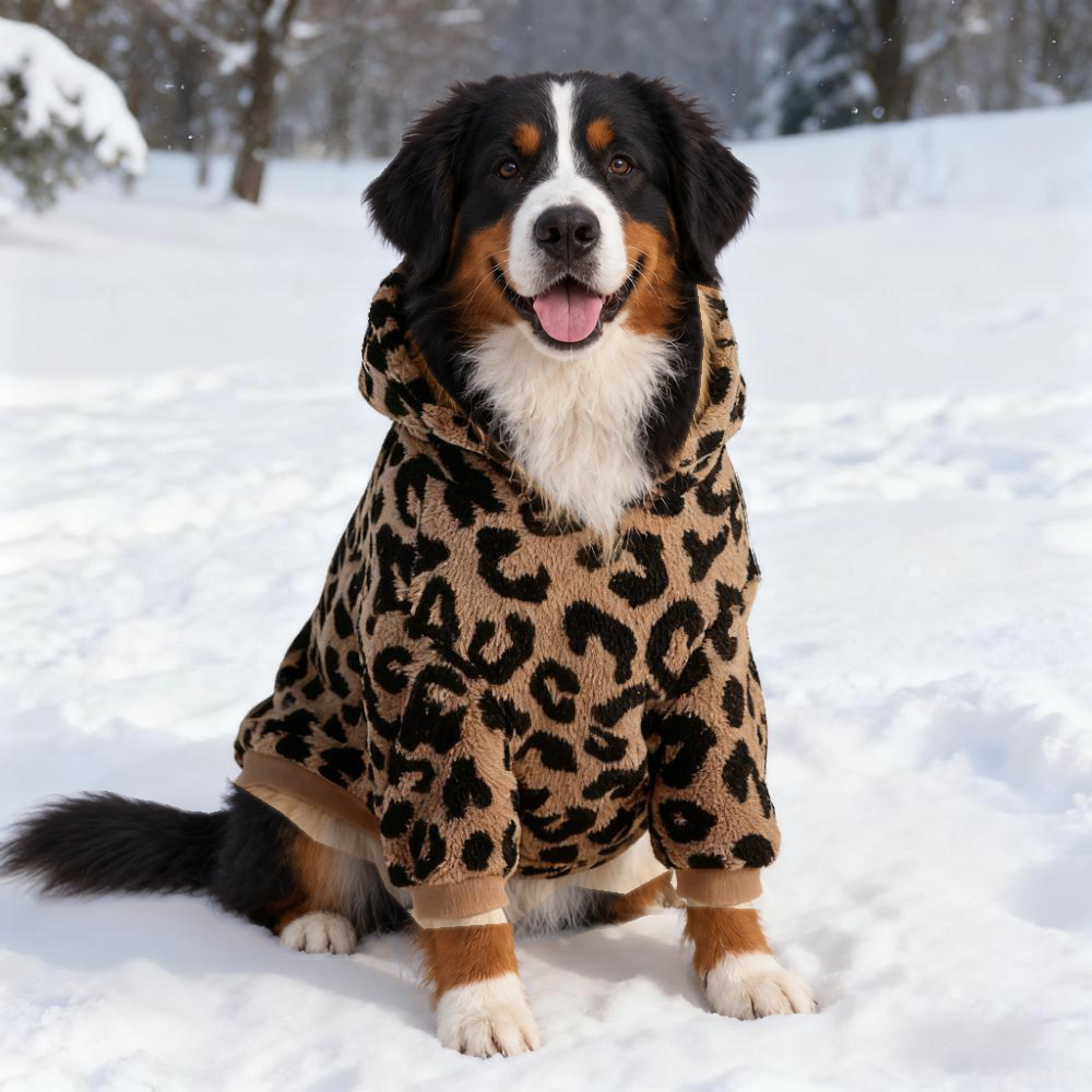 Bernese mountain dog sitting in snow facing the camera in the leopard print dog hoodie, hood down