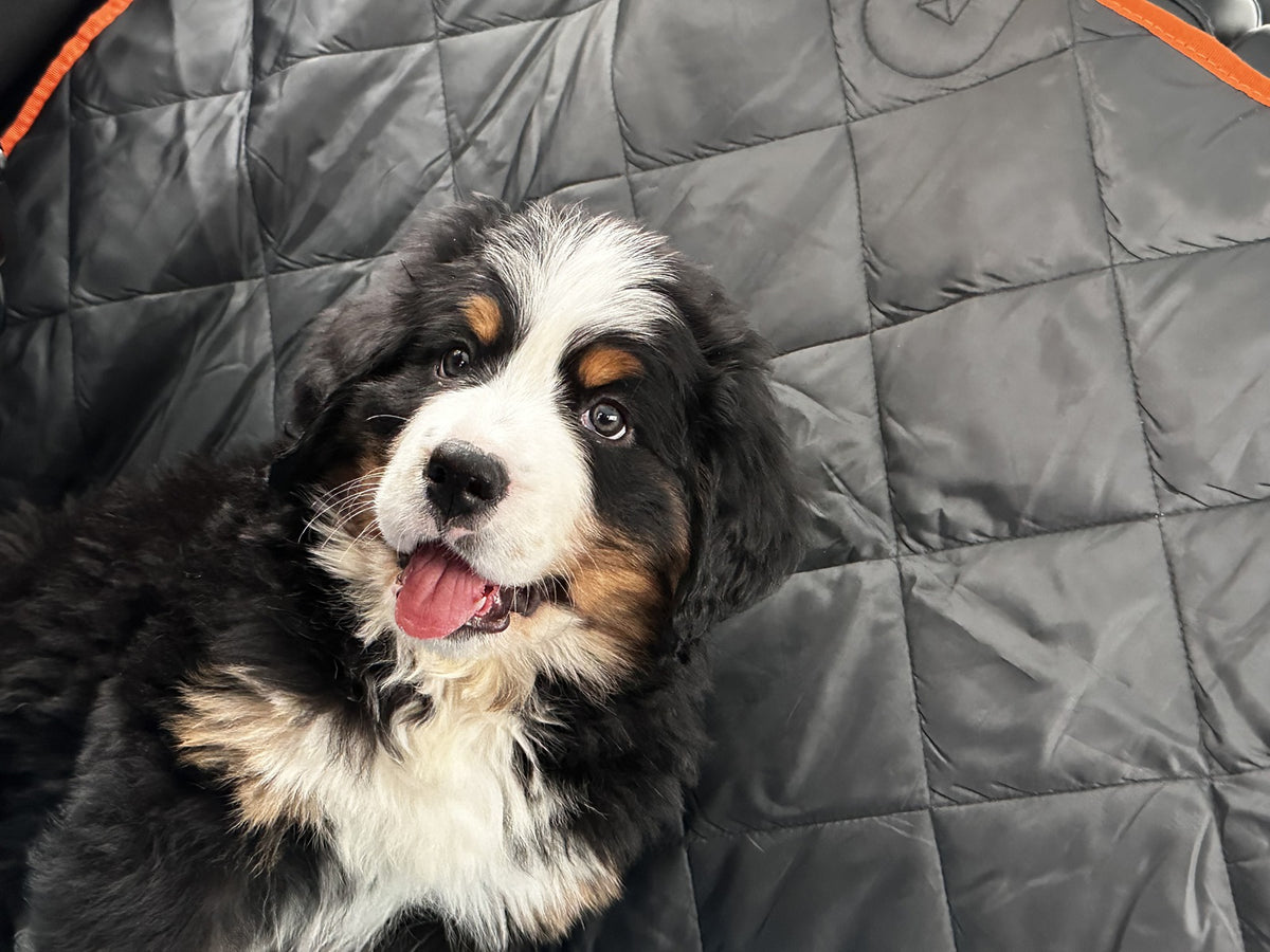 Close-up of a Bernese mountain dog puppy lying on the quilted surface of a black back-seat dog hammock