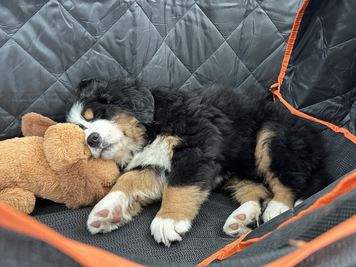Bernese mountain dog puppy asleep with a teddy bear on a black quilted back-seat dog hammock with orange trim