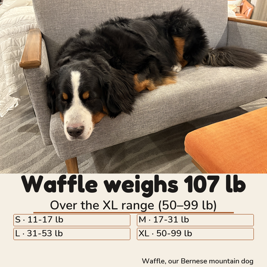 Size guide by weight: Waffle, our Bernese mountain dog, weighs 107 lb, which is over the XL range of 50 to 99 lb