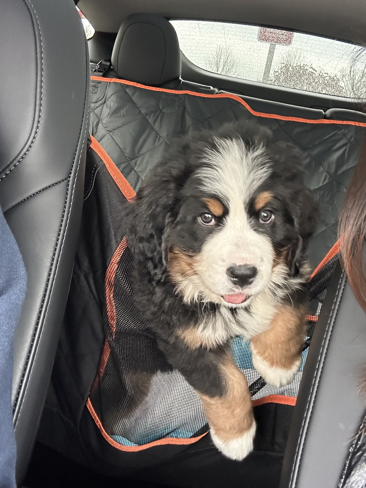 Bernese mountain dog puppy sitting up in a black quilted back-seat dog hammock with orange trim, side flaps raised