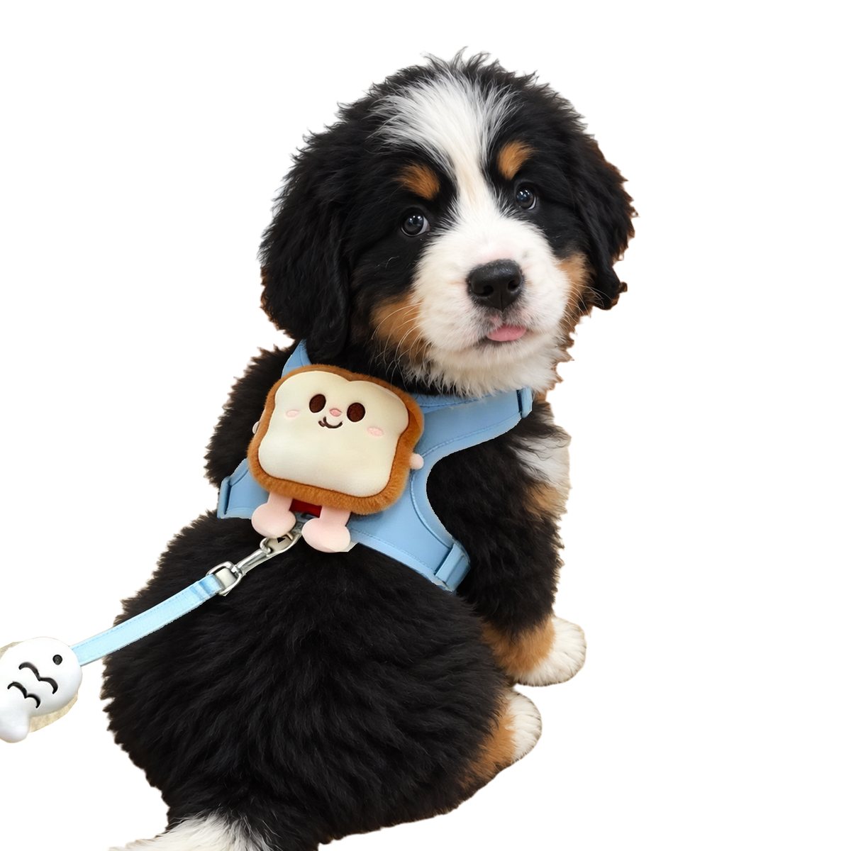 Bernese mountain dog puppy wearing the pale blue harness with a toast charm and matching lead, white background