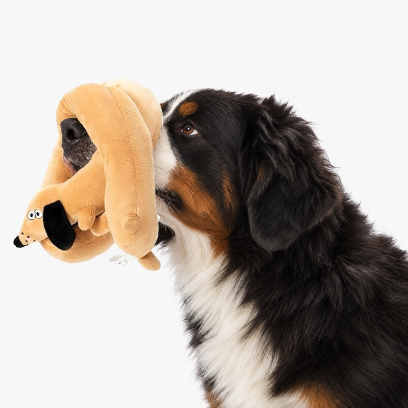 Long plush dog toy looped over the nose of a Bernese mountain dog