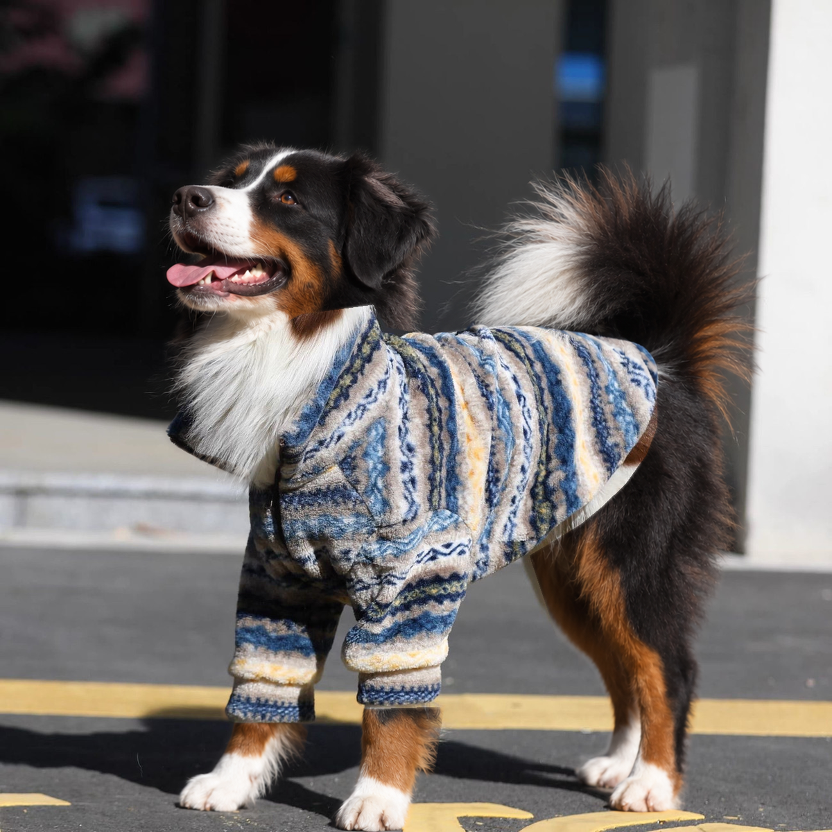 Bernese mountain dog standing side-on on a sunlit street in the blue, cream and grey striped fleece coat, tail raised