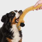 Bernese mountain dog tugging the long plush dog toy while a hand holds the other end