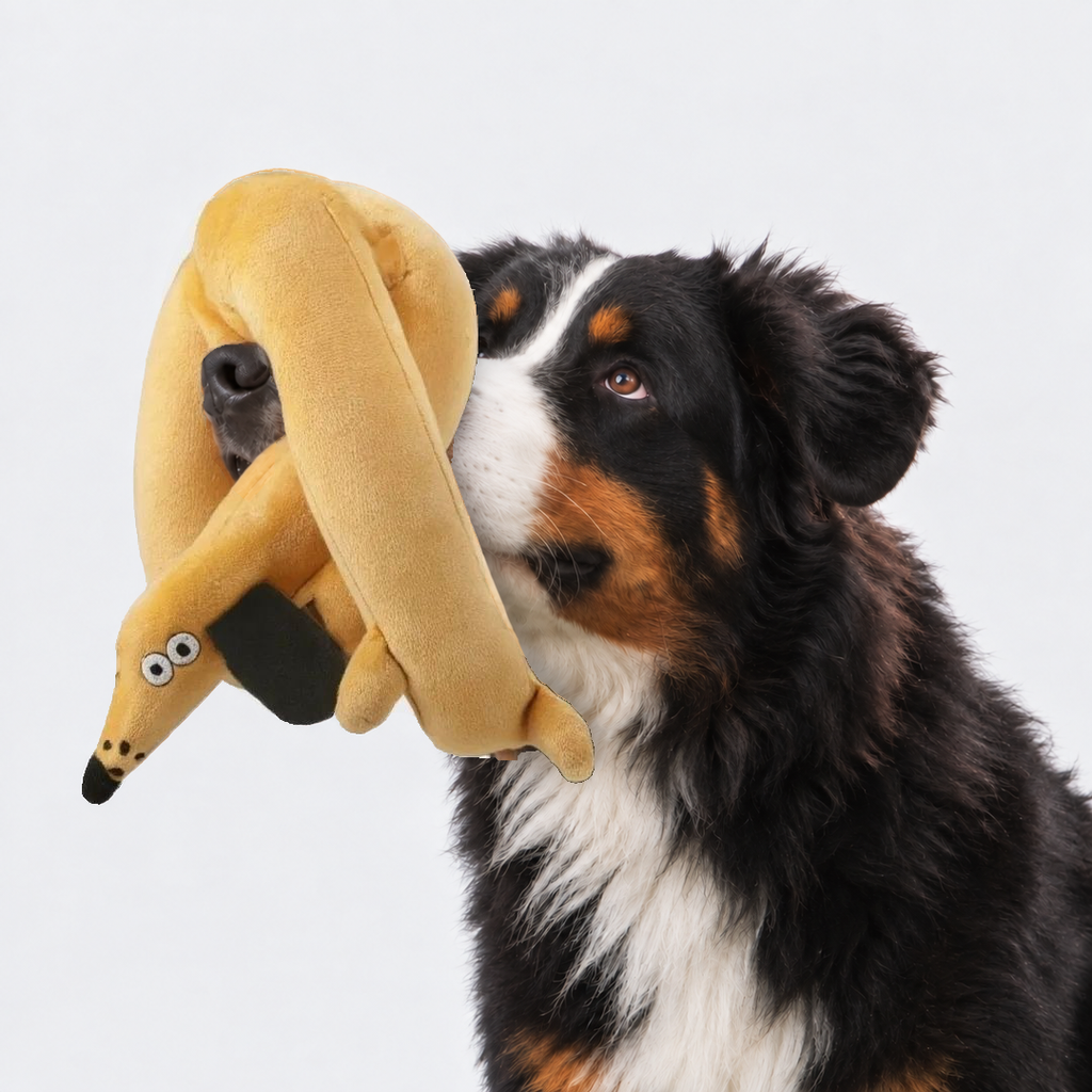 Bernese mountain dog holding the long plush dog toy in its mouth, the toy draped over its head