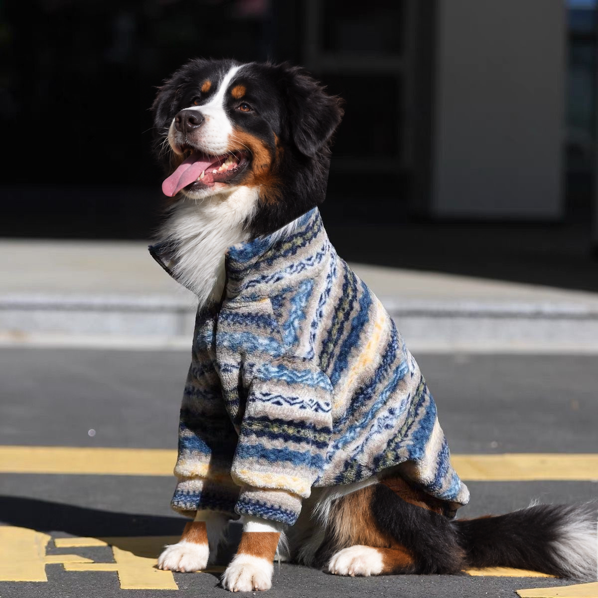 Bernese mountain dog sitting on a sunlit street in the blue, cream and grey striped fleece dog coat