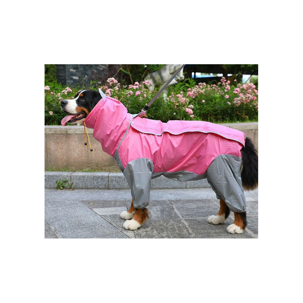 Bernese mountain dog standing by a flower bed in the pink and grey four-leg dog raincoat with belly cover