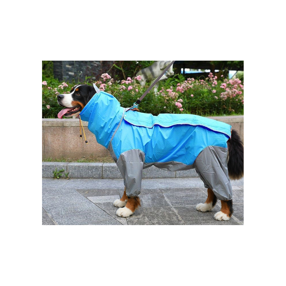Bernese mountain dog standing by a flower bed in the blue and grey four-leg dog raincoat with belly cover