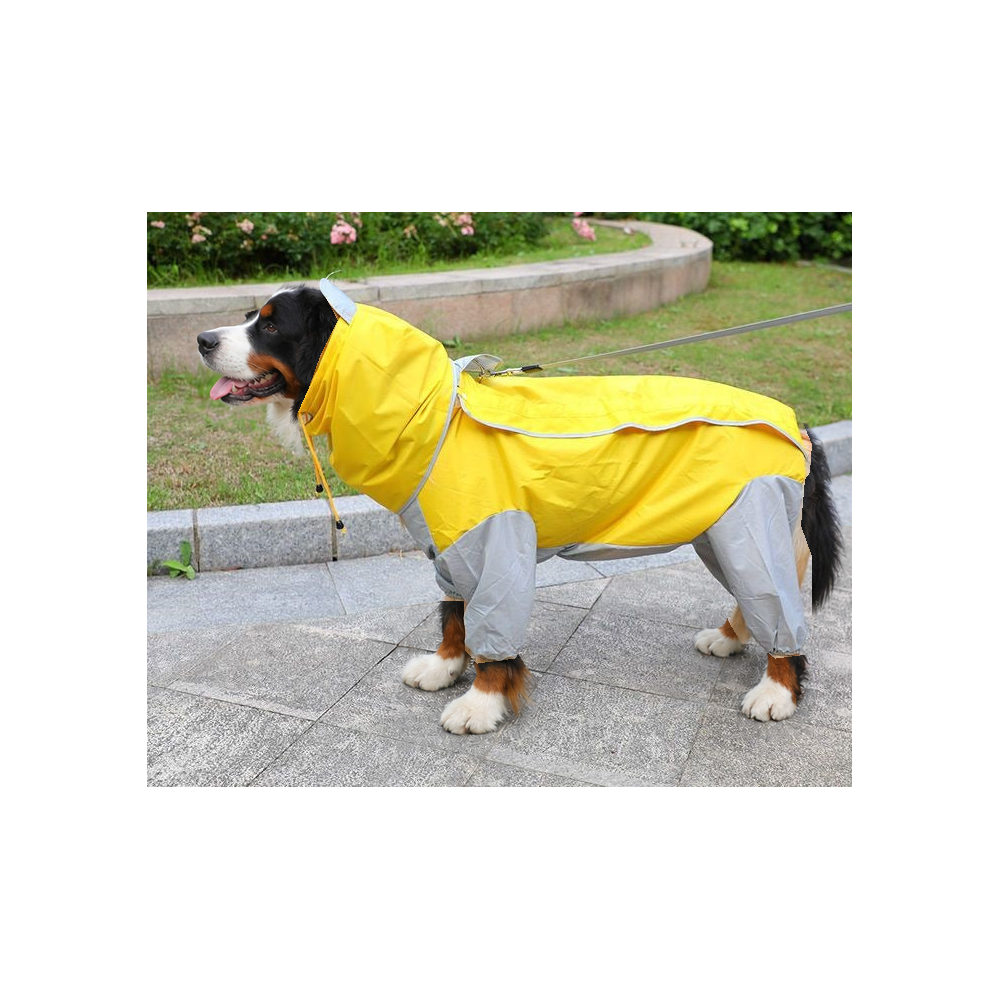 Bernese mountain dog on a park path in the yellow and grey four-leg dog raincoat with belly cover