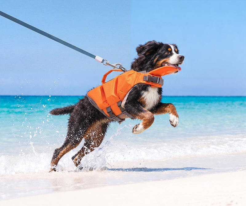 Bernese mountain dog leaping through shallow water on a lead in the orange dog life jacket