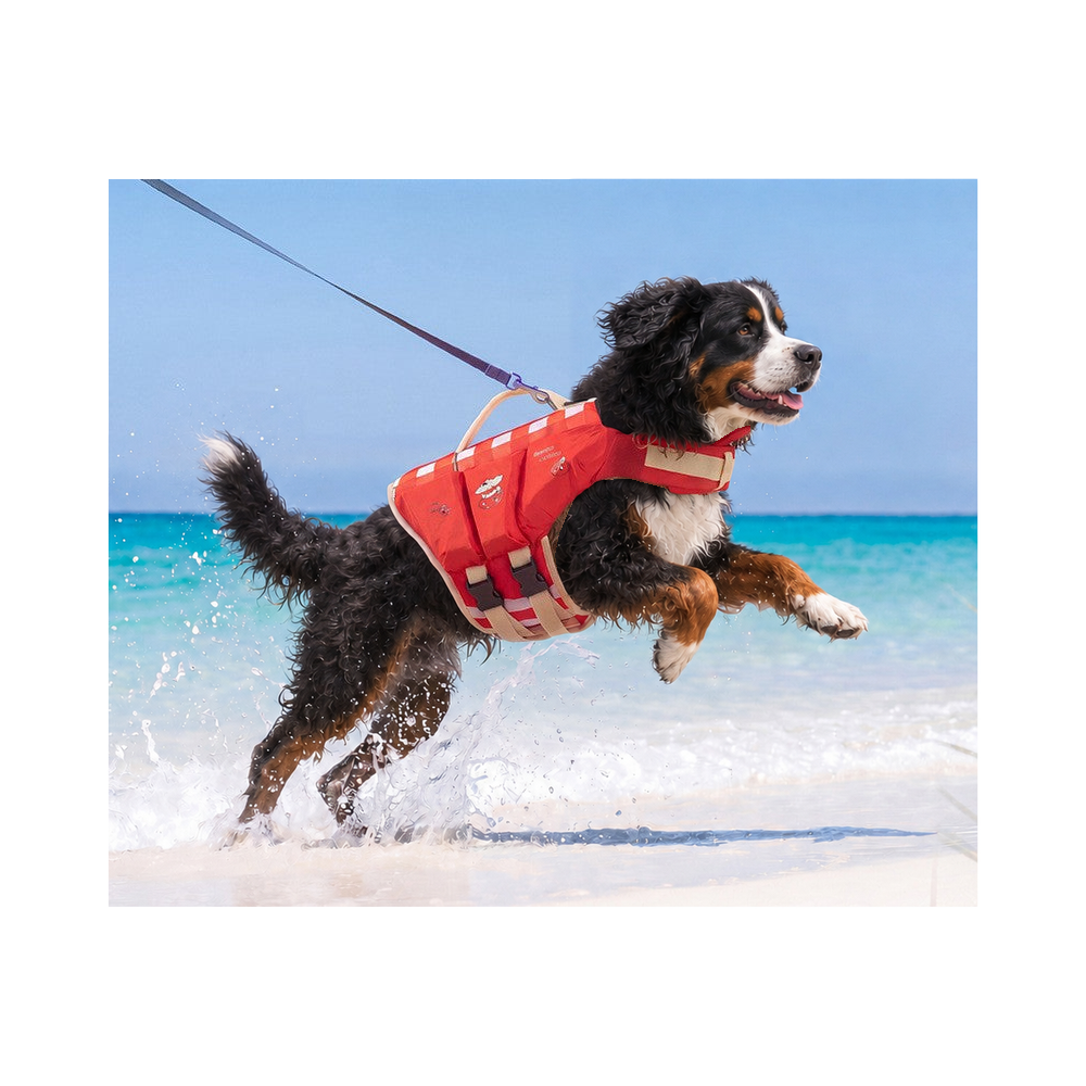 Bernese mountain dog running through shallow water in the red dog life jacket