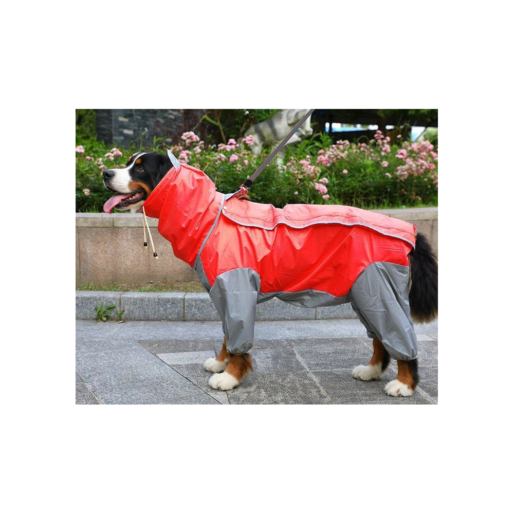 Bernese mountain dog standing by a flower bed in the red and grey four-leg dog raincoat with belly cover