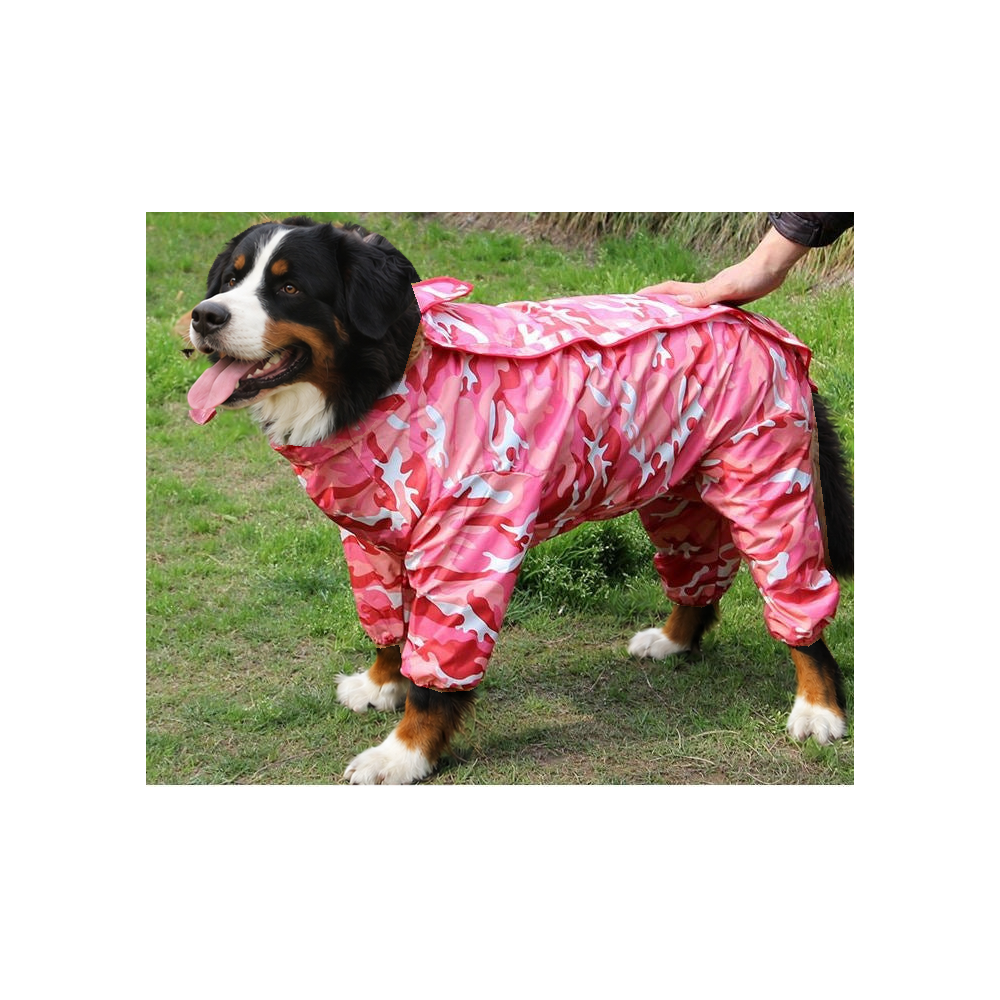 Bernese mountain dog on grass in the pink camo four-leg dog raincoat with belly cover
