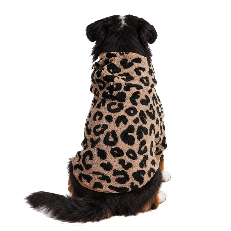 Bernese mountain dog sitting with its back to the camera in the leopard print lamb wool dog hoodie, white background
