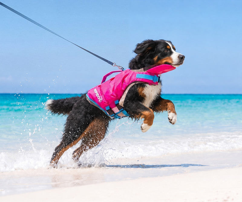 Bernese mountain dog leaping through shallow water on a lead in the pink dog life jacket