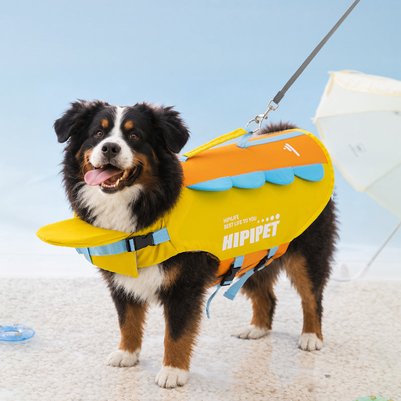 Bernese mountain dog on a beach in the yellow and orange high-buoyancy dog life jacket with chin float