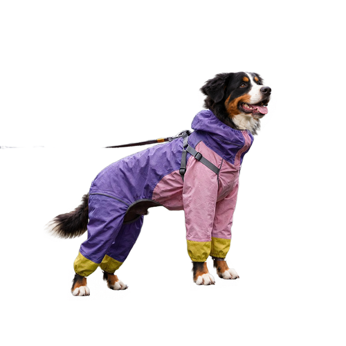 Bernese mountain dog on a lead in the purple and pink full-coverage four-leg dog raincoat, white background