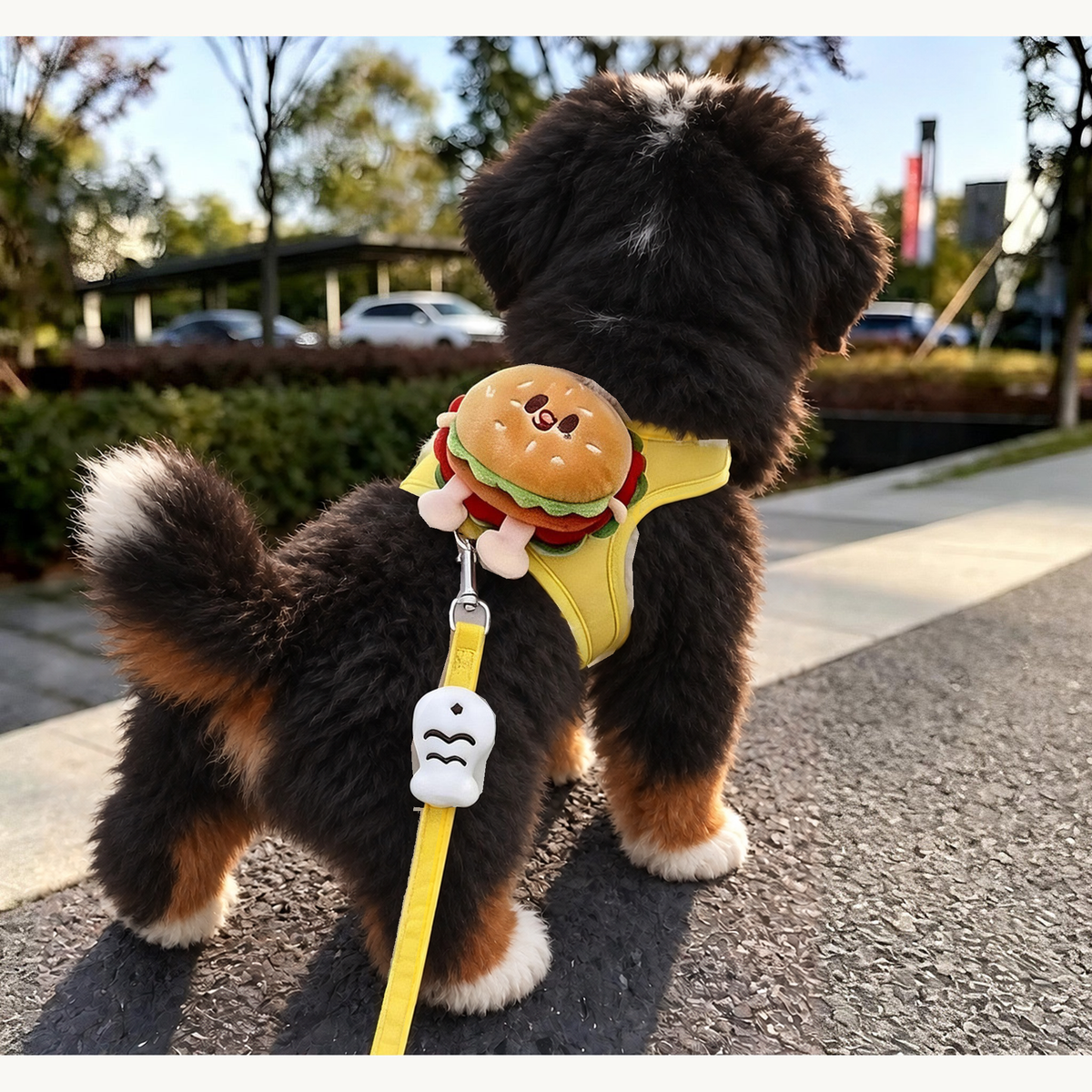Bernese mountain dog puppy walking away on a pavement in the yellow burger-motif harness, close view of the back