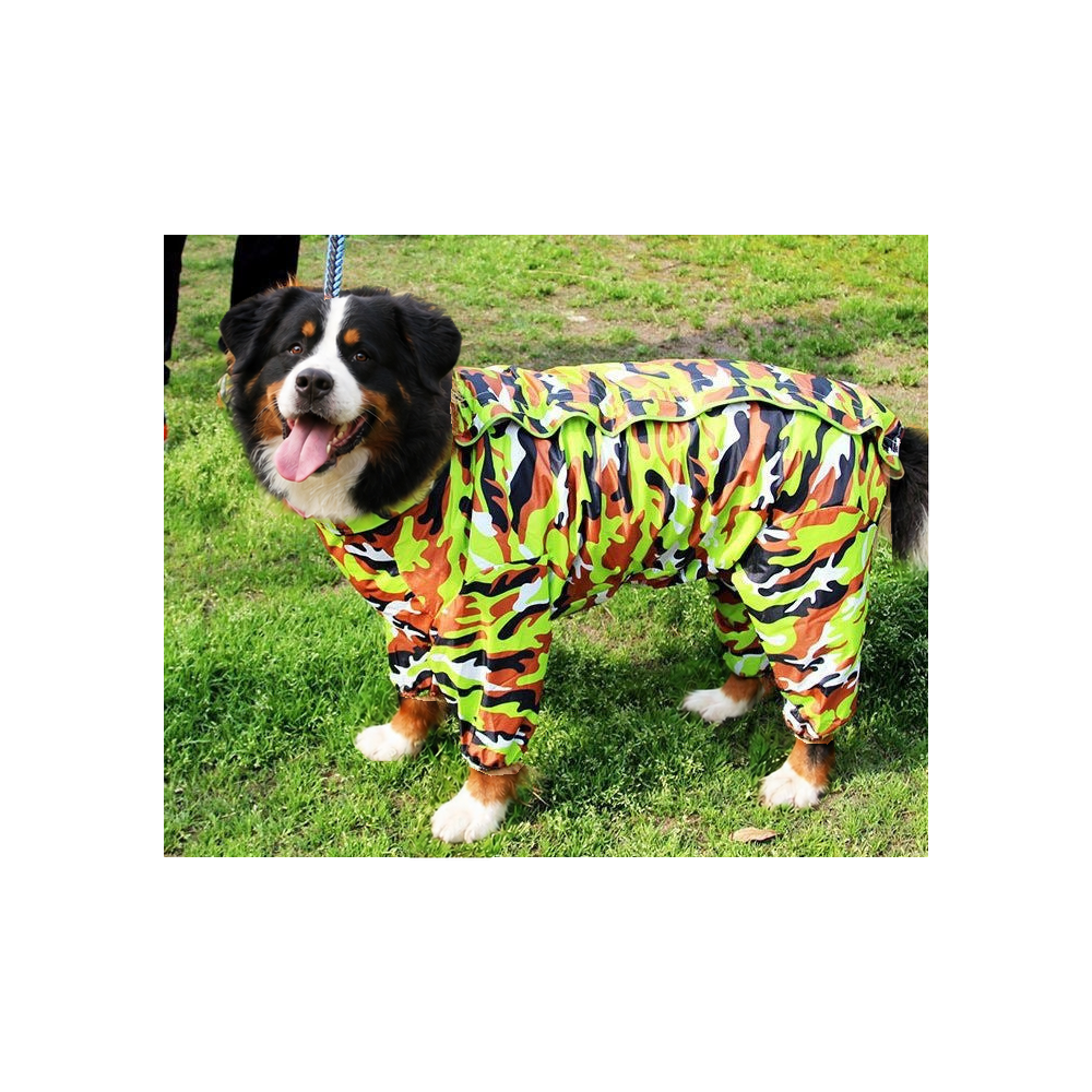 Bernese mountain dog on grass in the green camo four-leg dog raincoat with belly cover