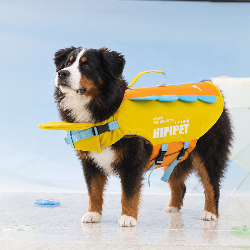 Bernese mountain dog standing on a beach in the yellow and orange dog life jacket, side view