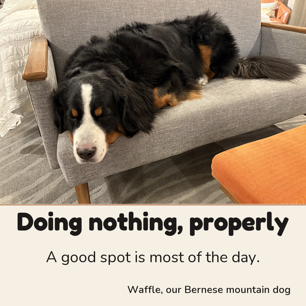 Waffle, our Bernese mountain dog: doing nothing, properly