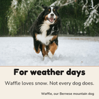 Waffle, our Bernese mountain dog: for weather days