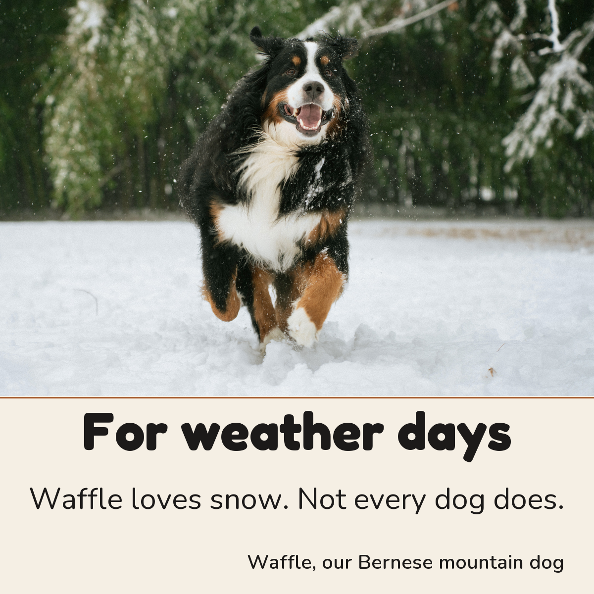 Waffle, our Bernese mountain dog: for weather days