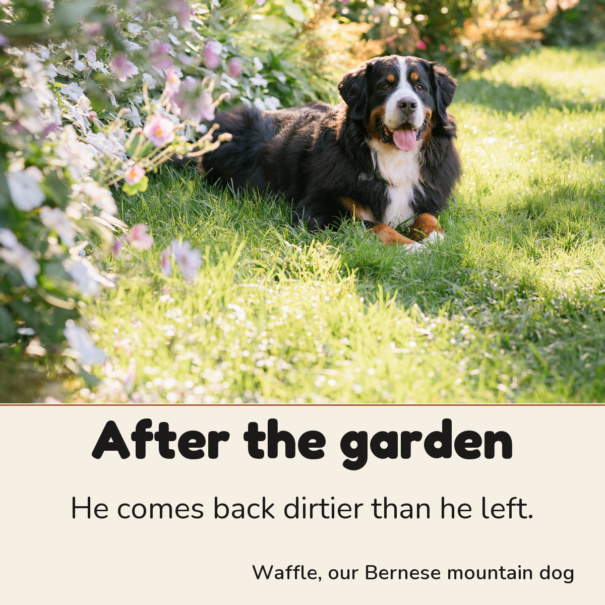Waffle, our Bernese mountain dog: after the garden