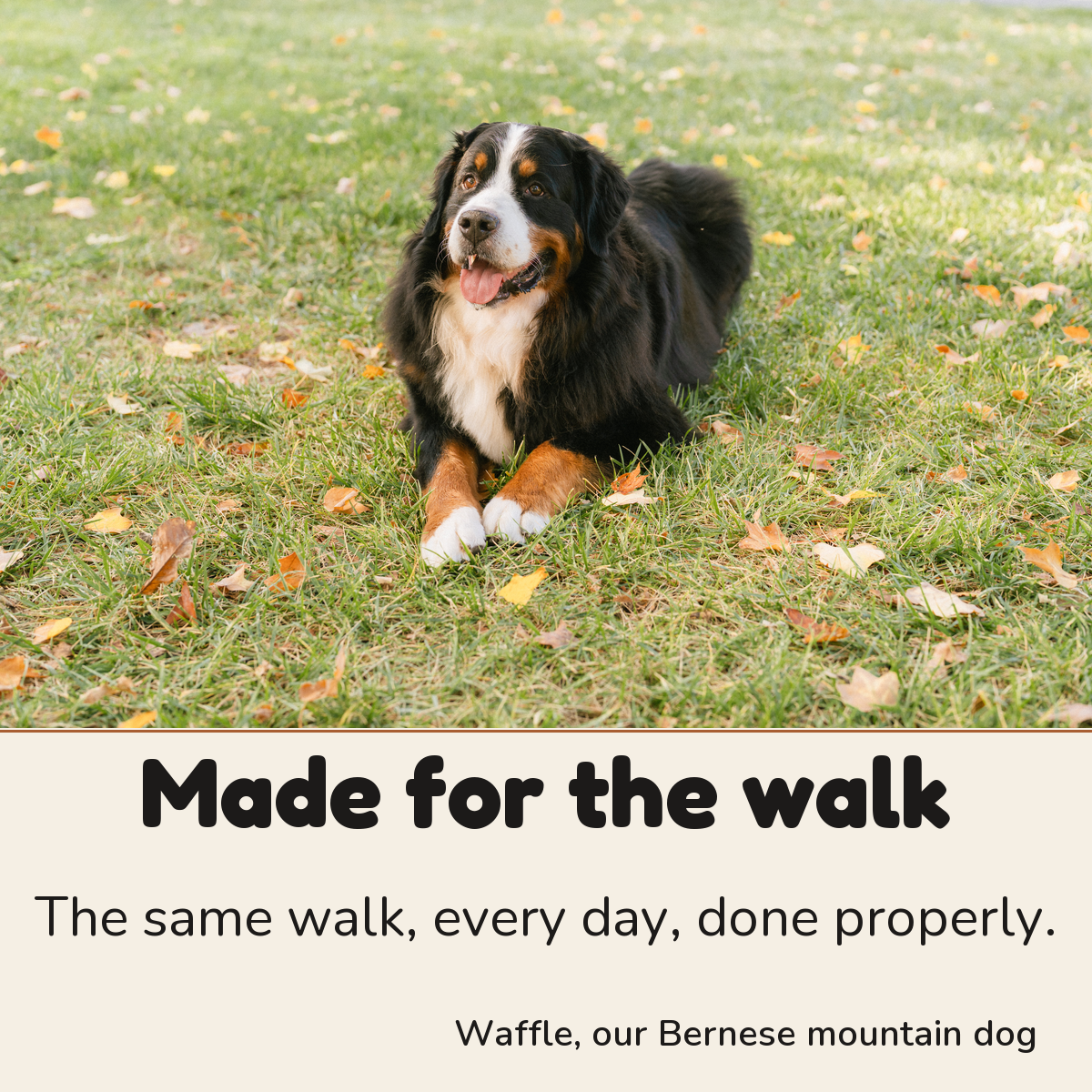 Waffle, our Bernese mountain dog: made for the walk