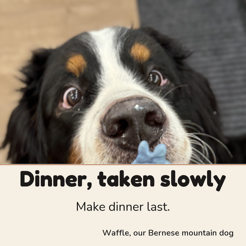 Waffle, our Bernese mountain dog: dinner, taken slowly