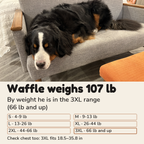 Size guide by weight: Waffle, our Bernese mountain dog, weighs 107 lb, which falls in the 3XL weight range of 66 lb and up; check chest too, 3XL fits 18.5 to 35.8 in